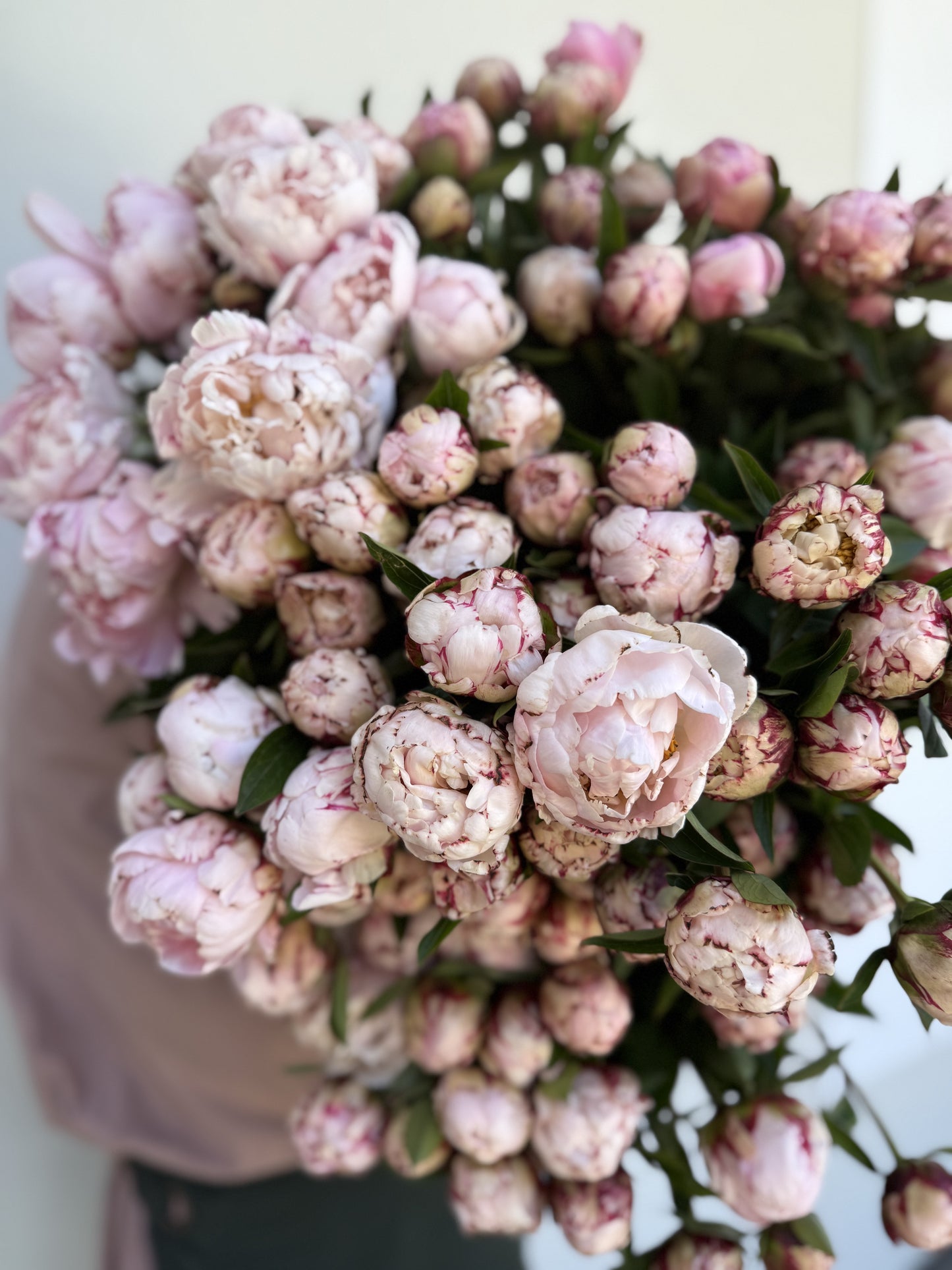 ABUNDANCE OF PEONIES