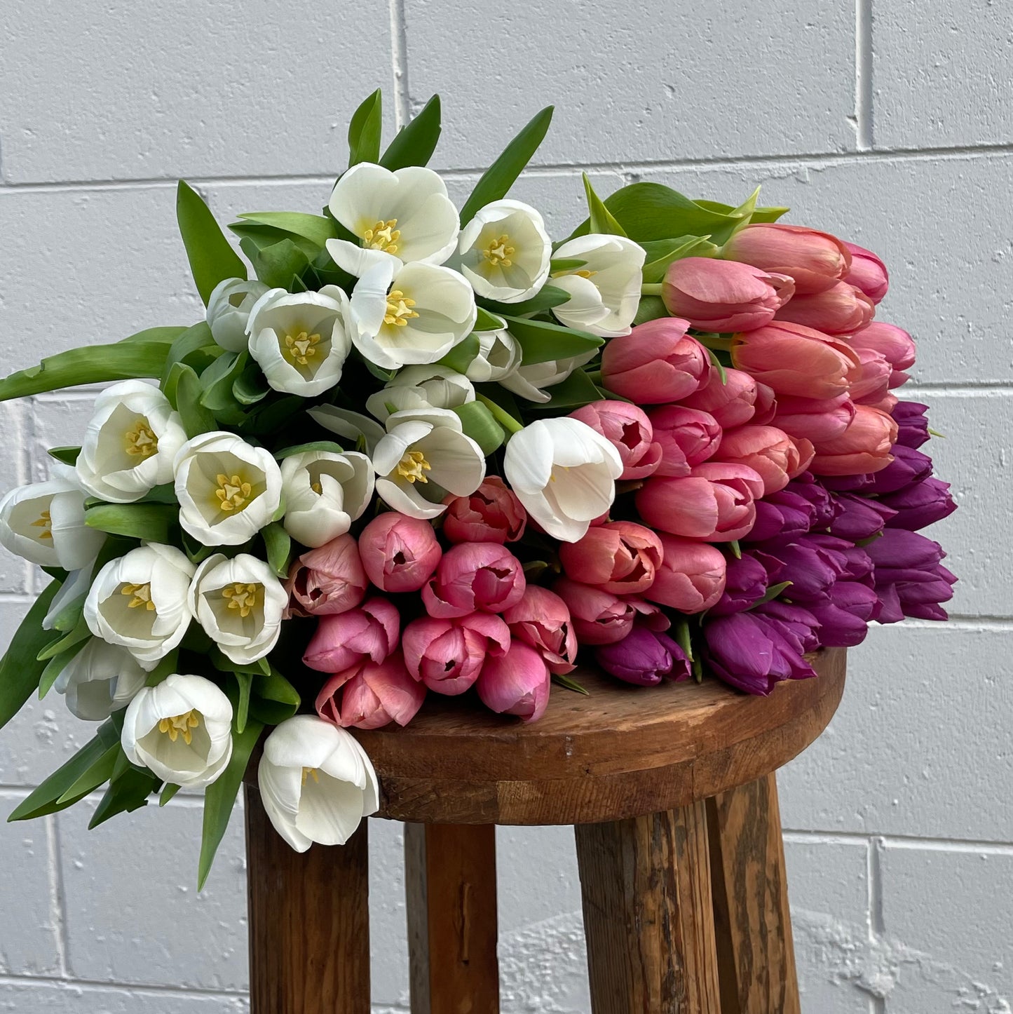 ABUNDANCE OF TULIPS