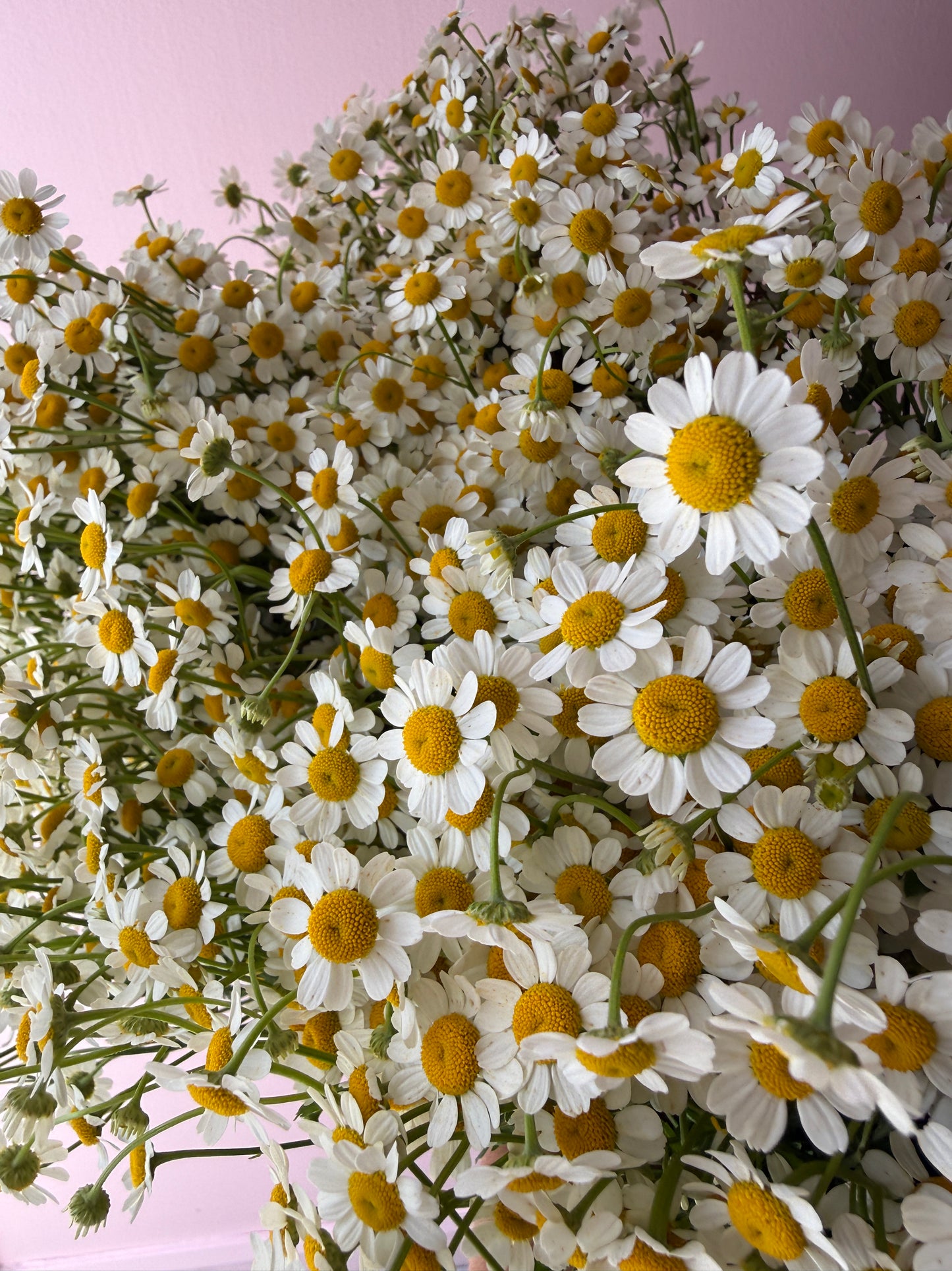 Abundance of Matricaria