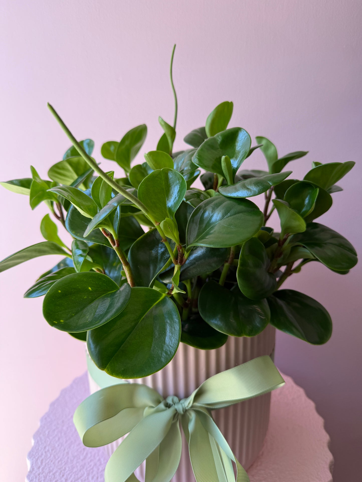 Peperomia Jade