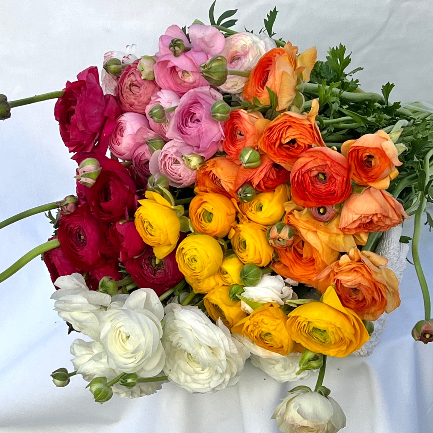 ABUNDANCE OF RANUNCULUS