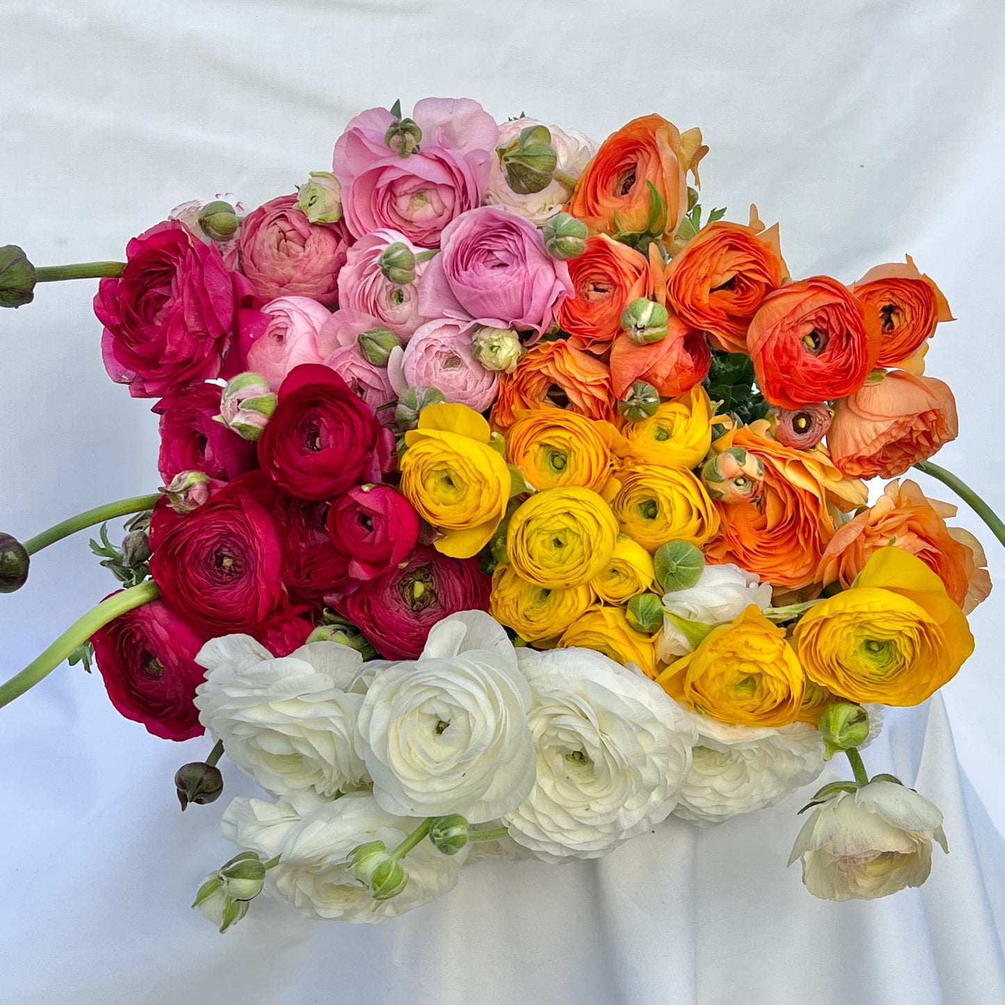 ABUNDANCE OF RANUNCULUS