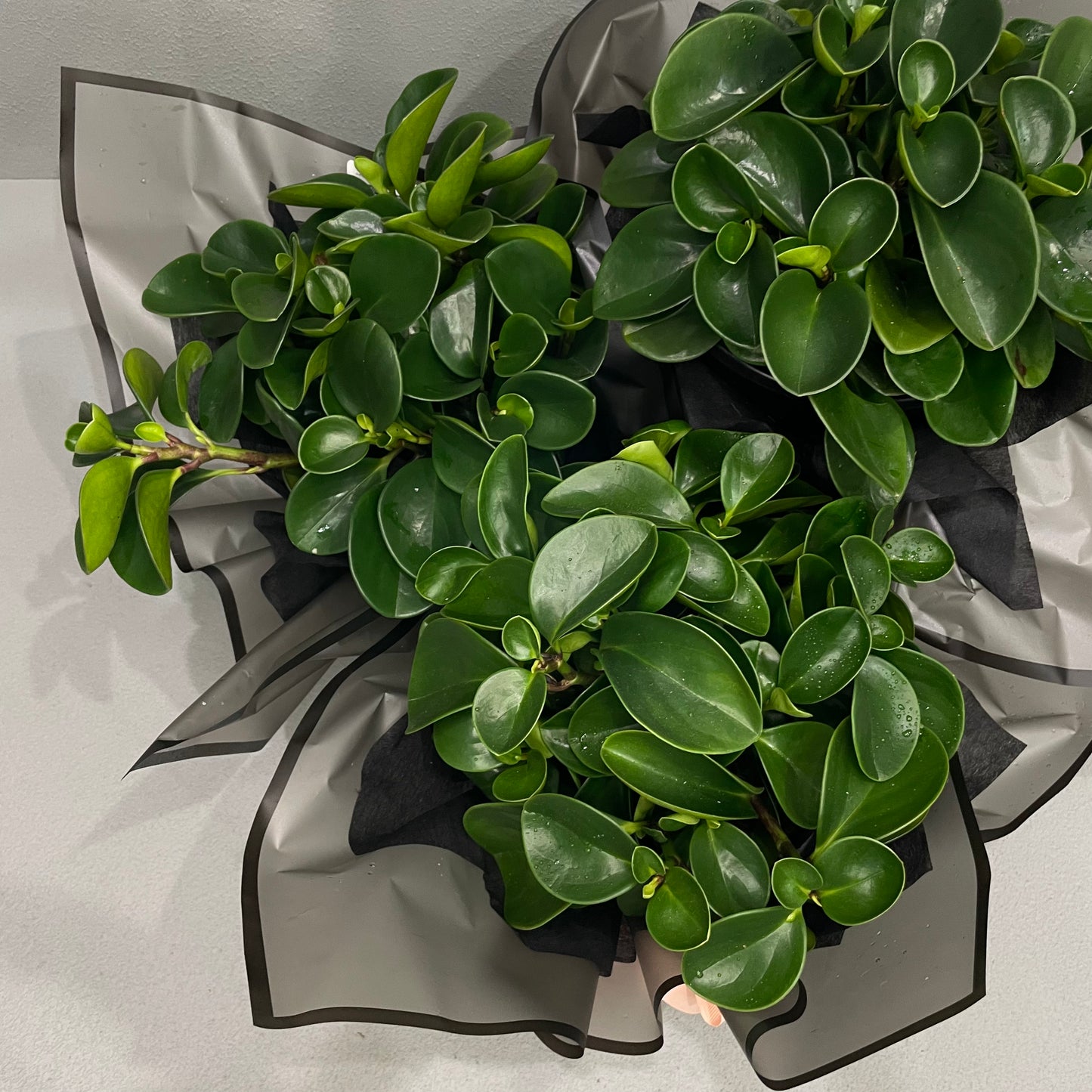 Peperomia Jade