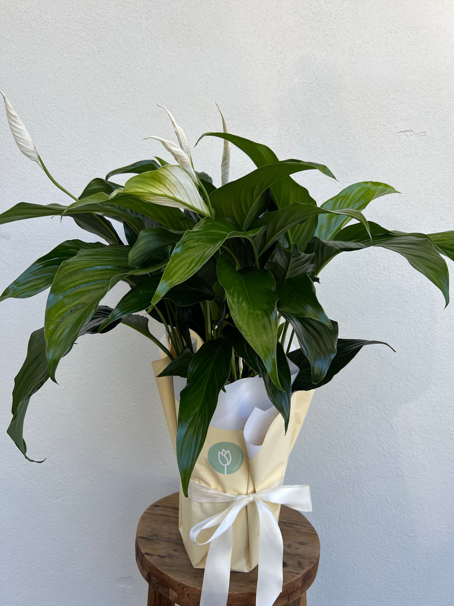 Peace Lily
