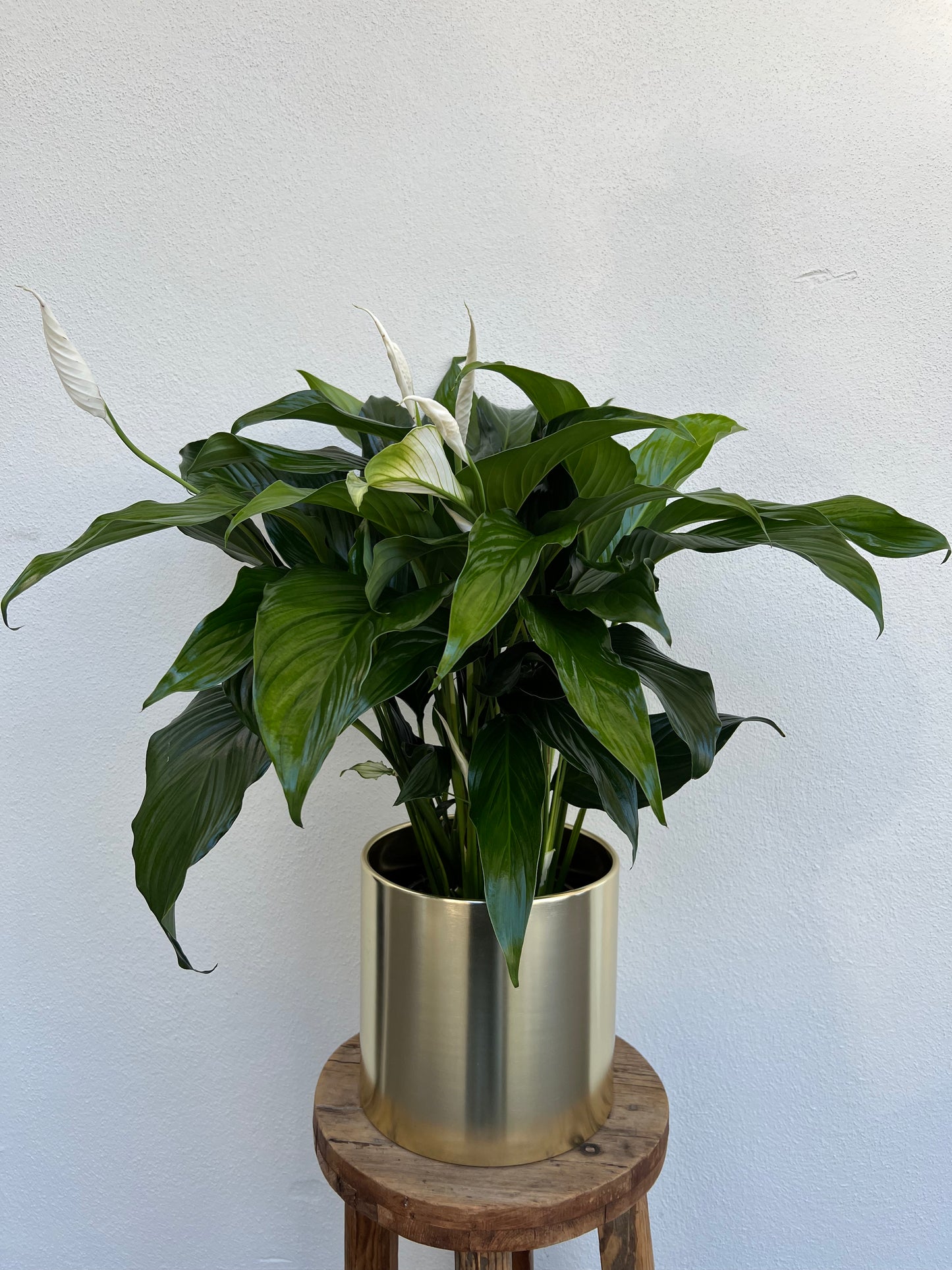 Peace Lily