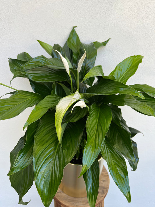Peace Lily