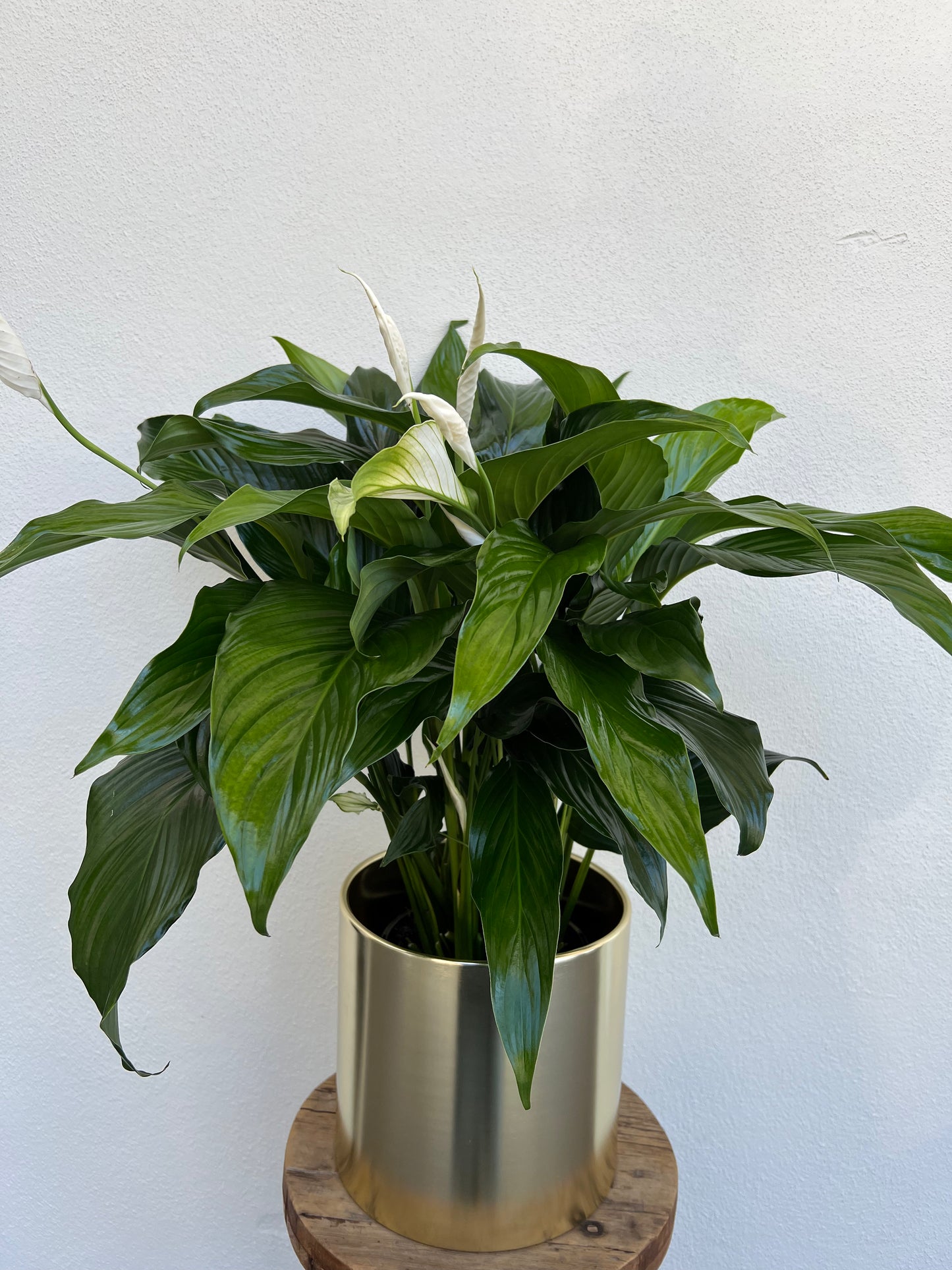 Peace Lily