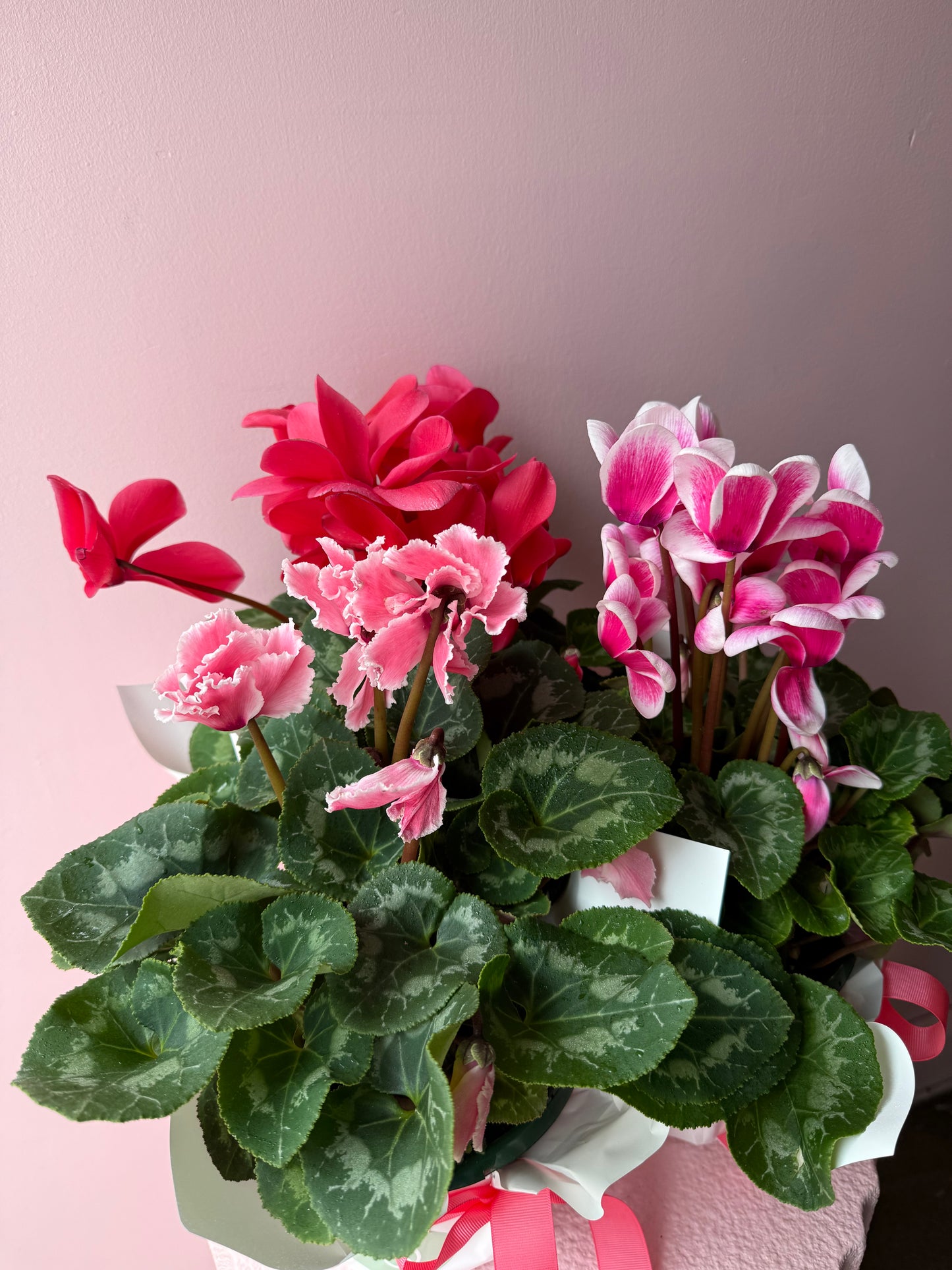 Cyclamen