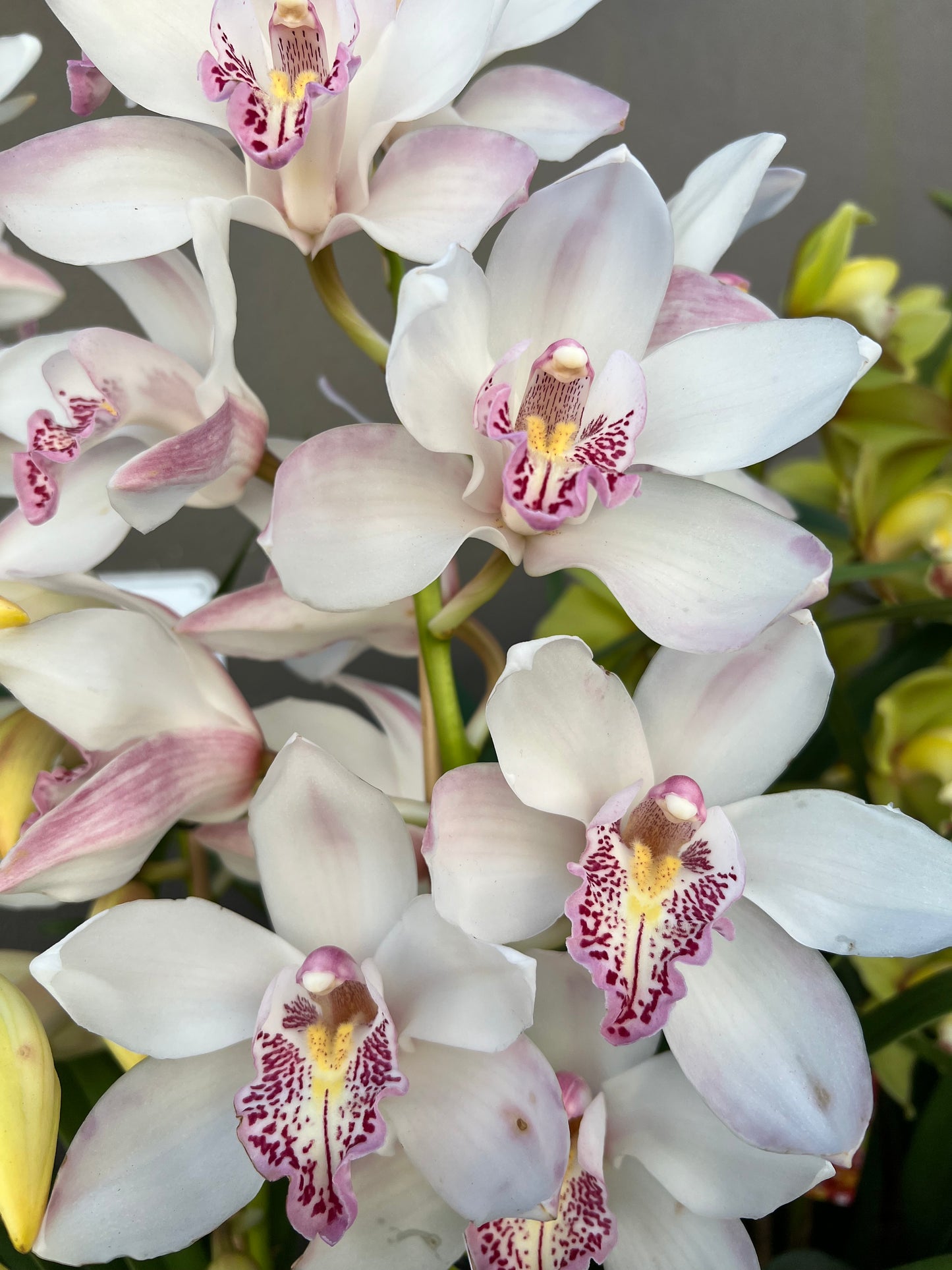 Cymbidium Orchid