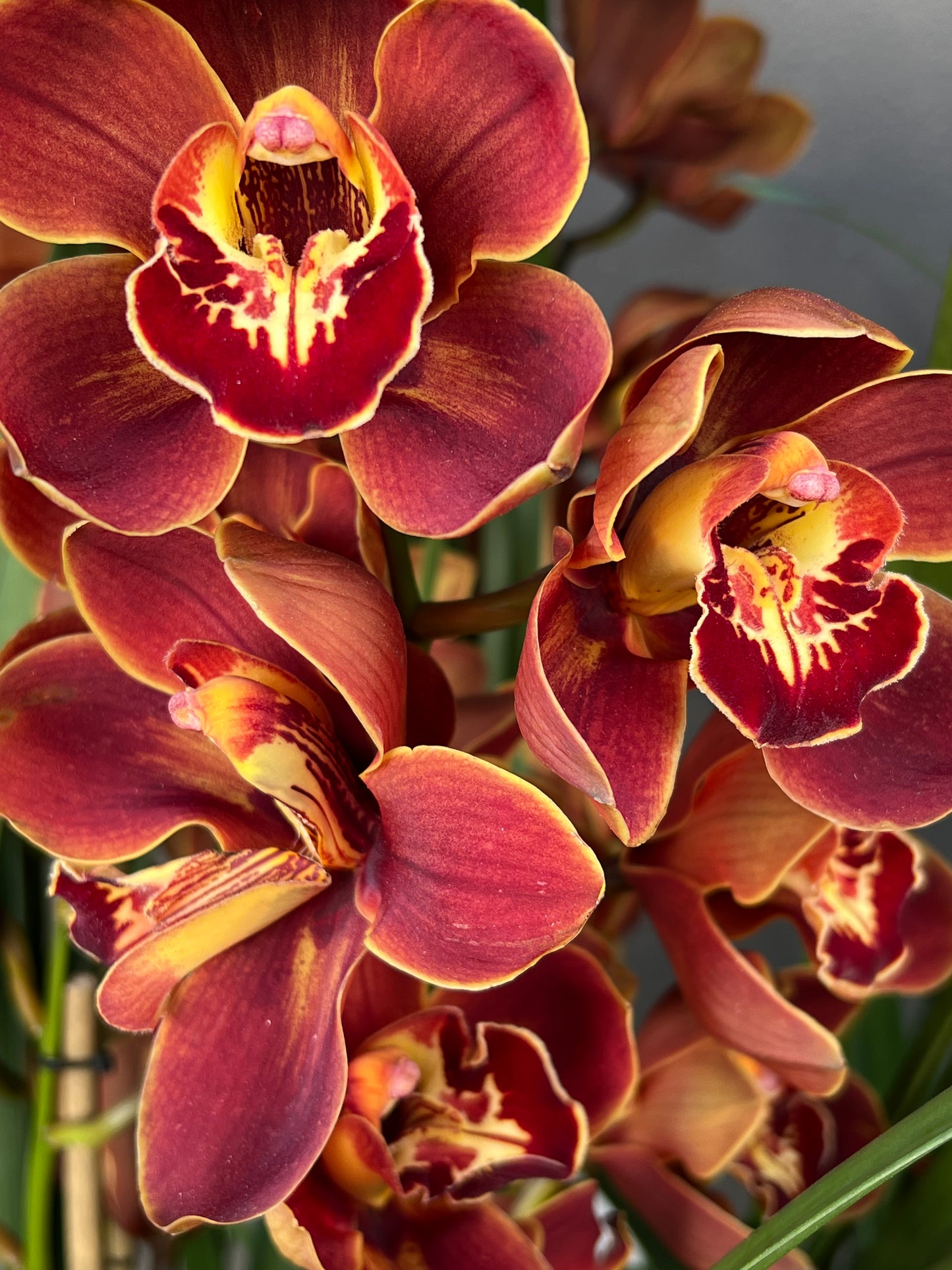 Cymbidium Orchid