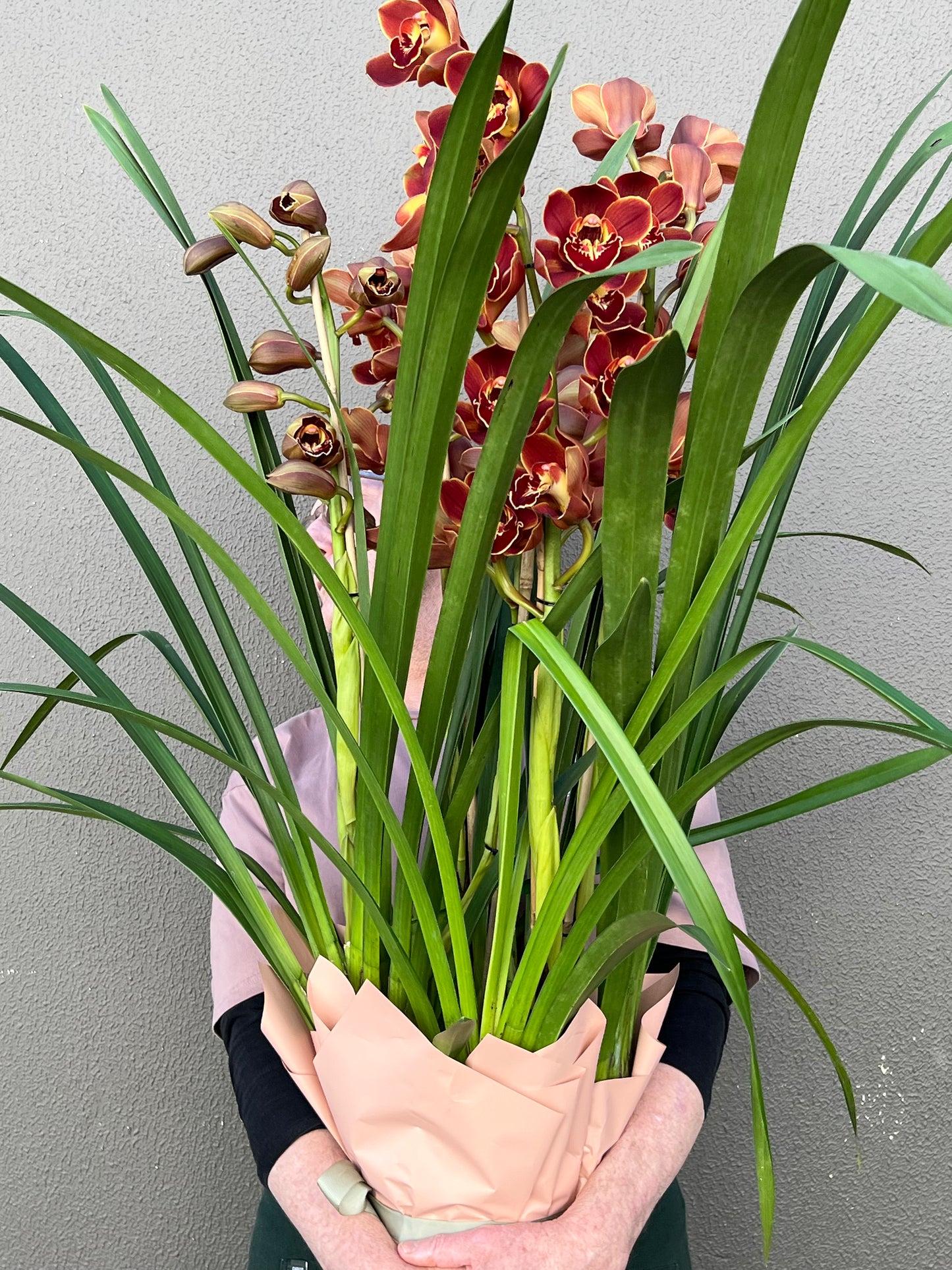 Cymbidium Orchid