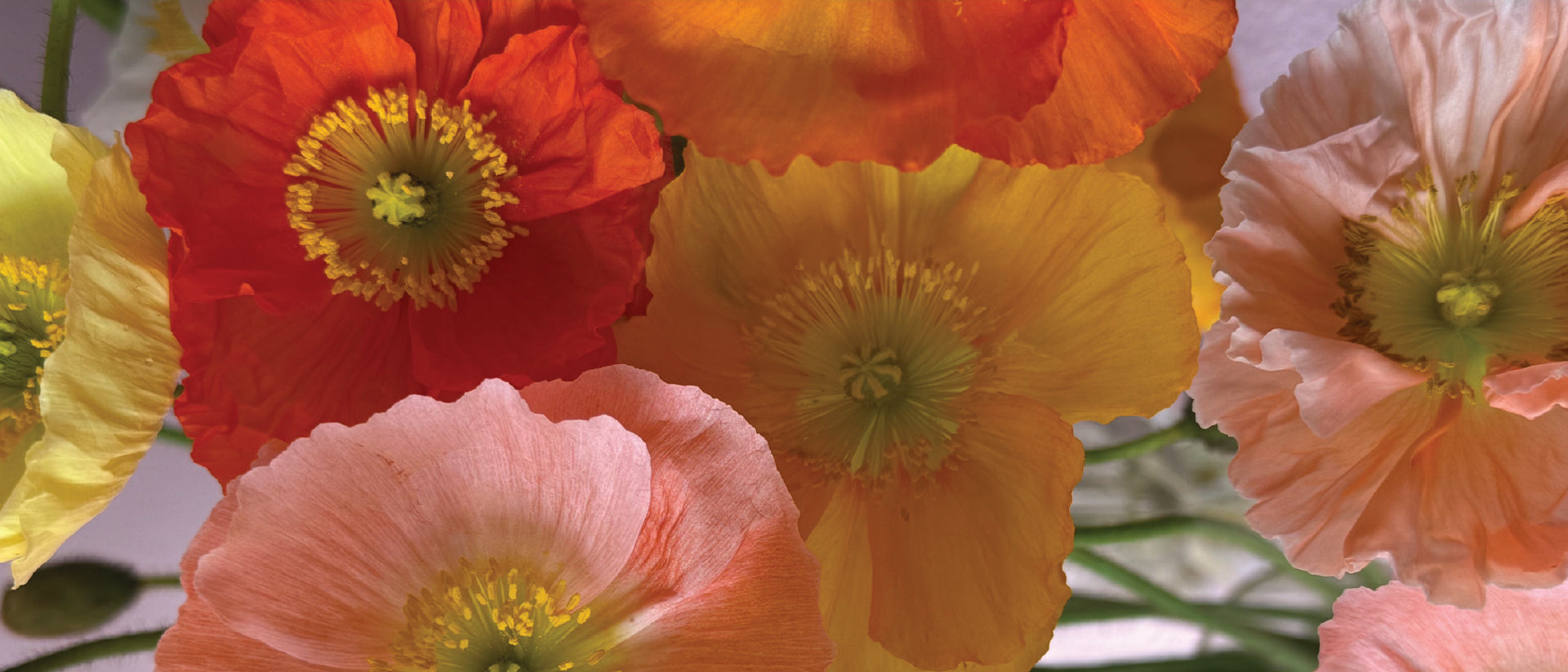 "Vibrant orange, red and pink poppy bouquet — fresh seasonal flowers from Fleurus, Gold Coast"