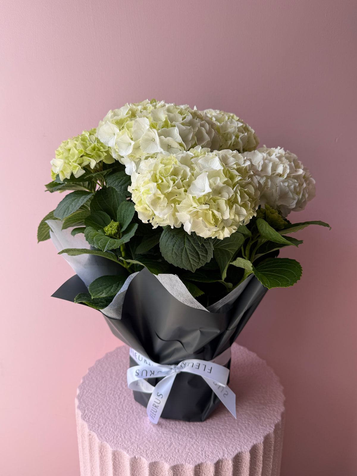 Potted Hydrangea