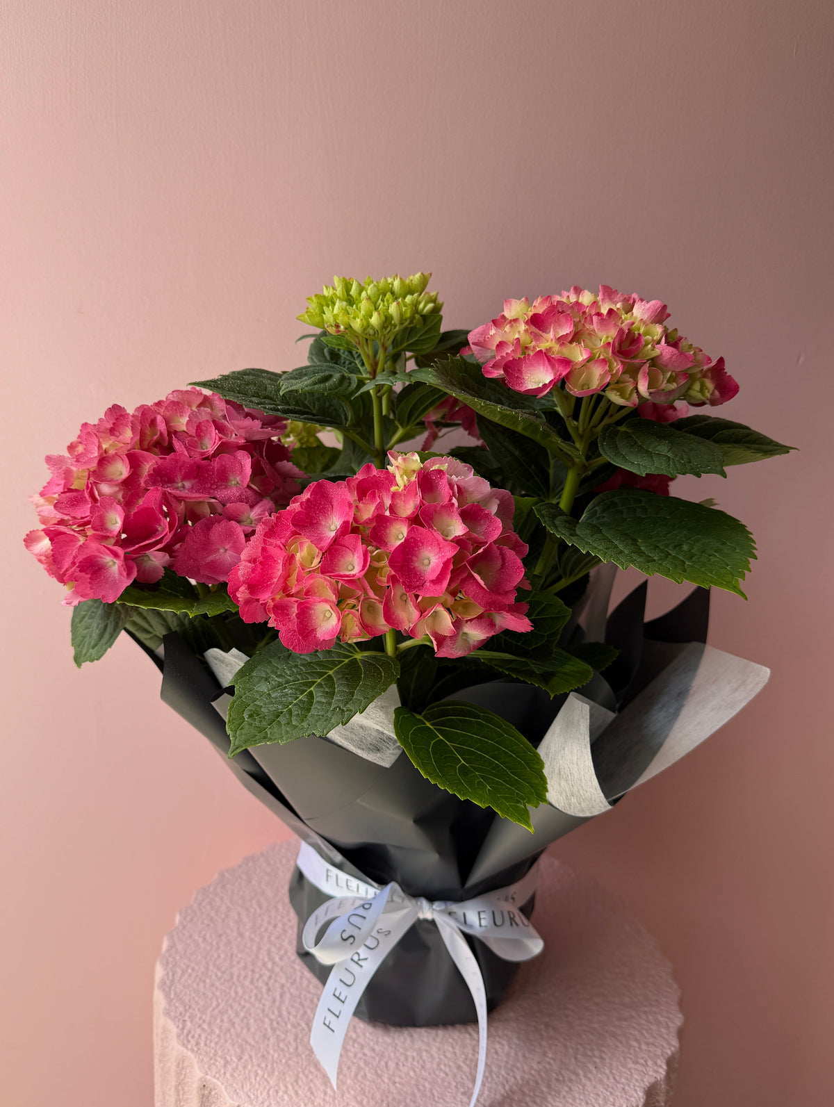 Potted Hydrangea