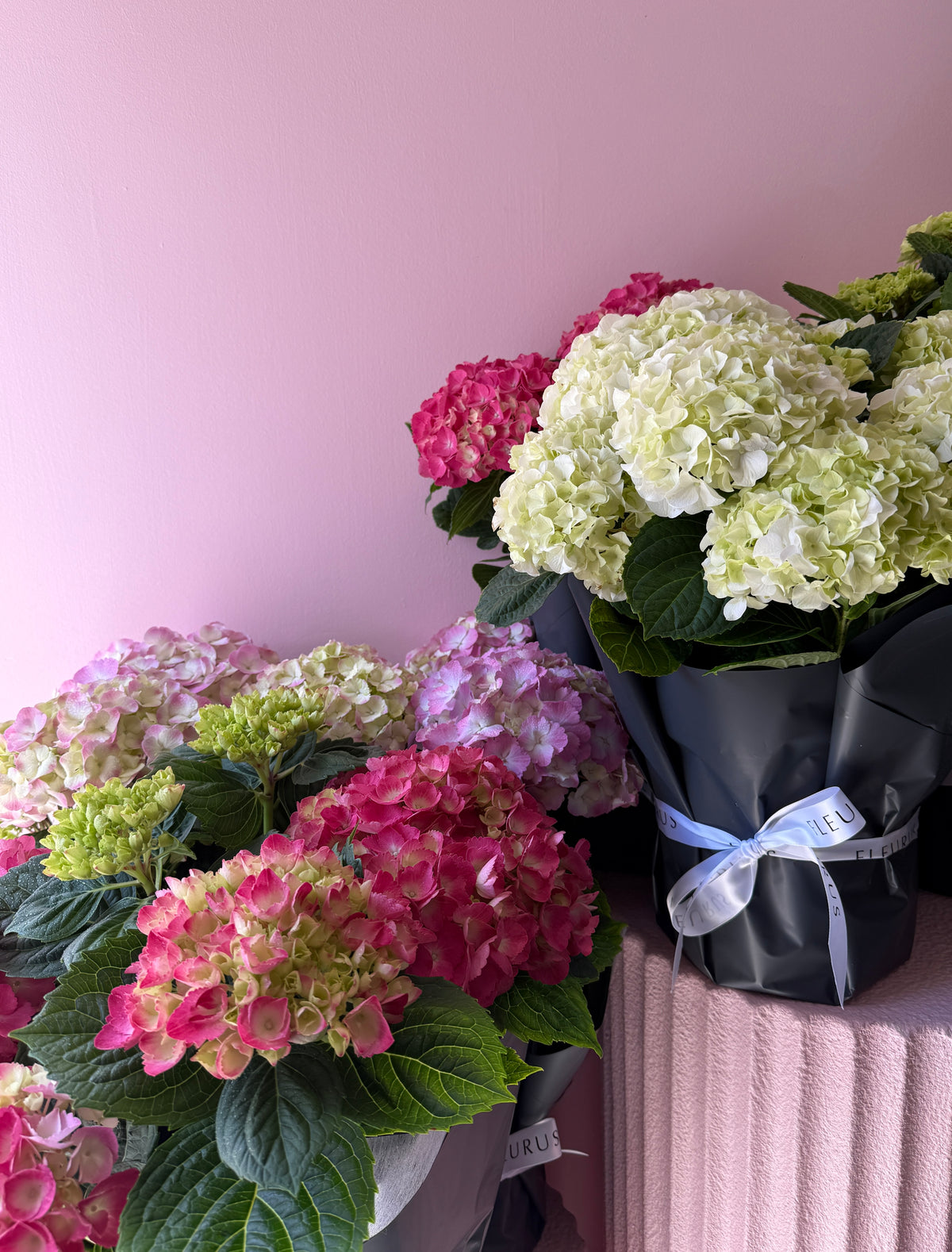 Potted Hydrangea