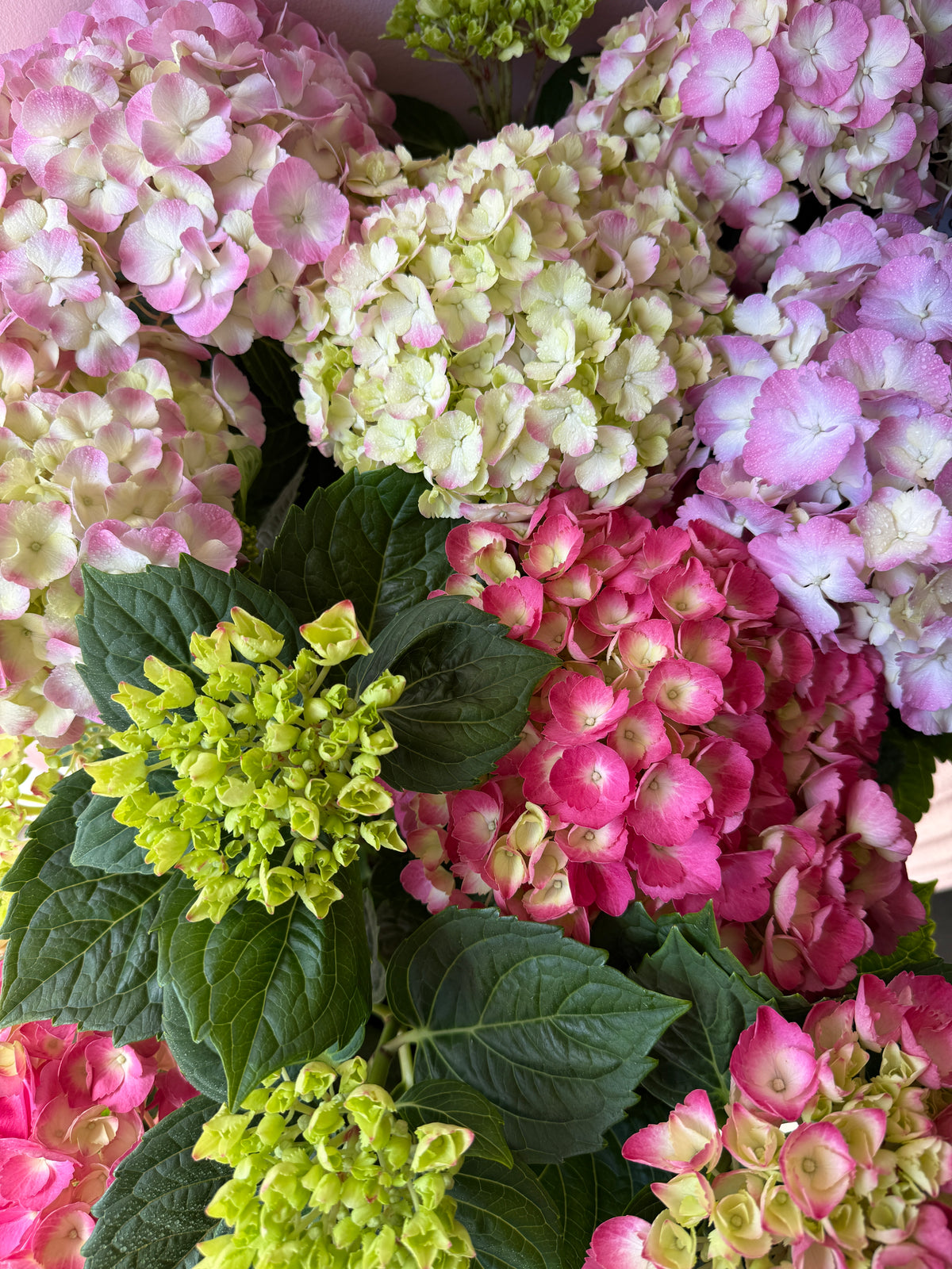 Potted Hydrangea