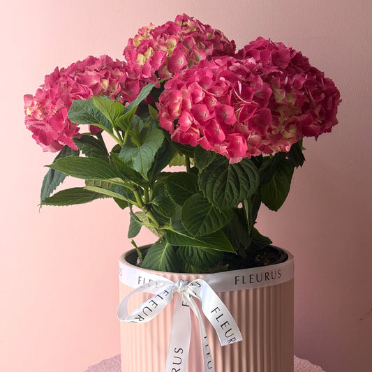 Pink Hydrangea Plant in Ceramic Pot