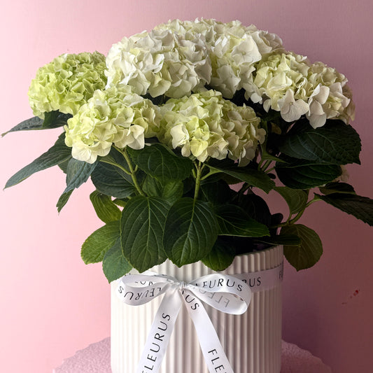 White Hydrangea in Ceramic Pot