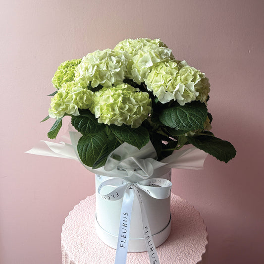 White Hydrangea Plant Hat Box
