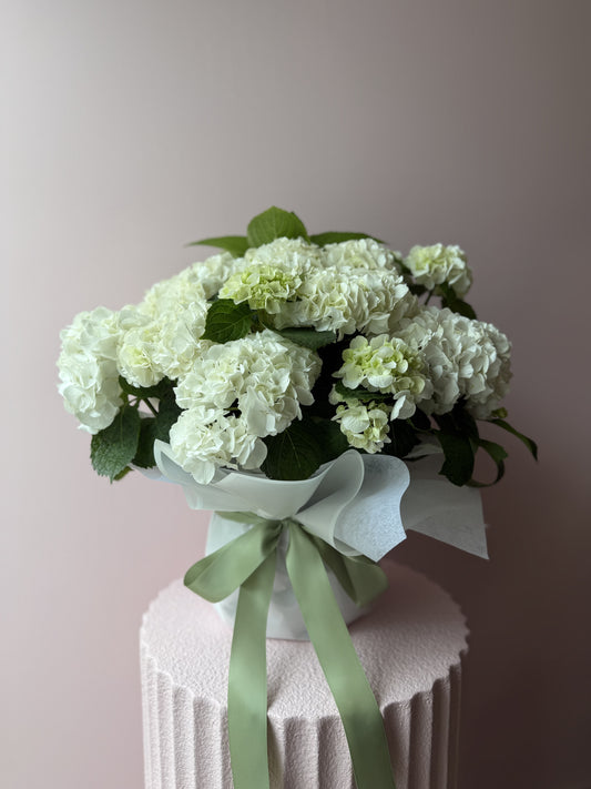 Potted Hydrangea