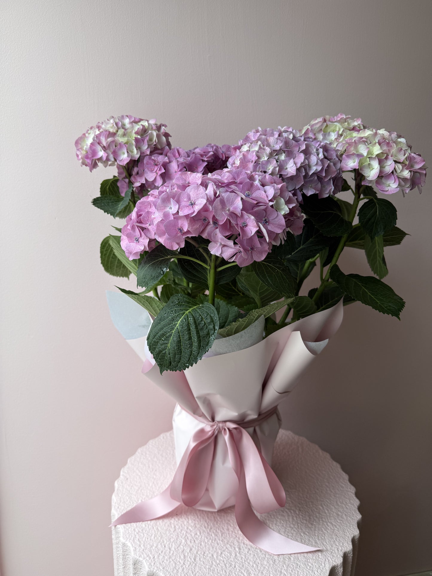 Potted Hydrangea