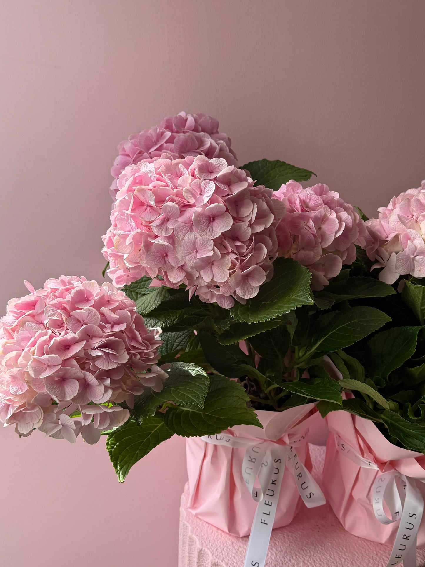 Potted Hydrangea