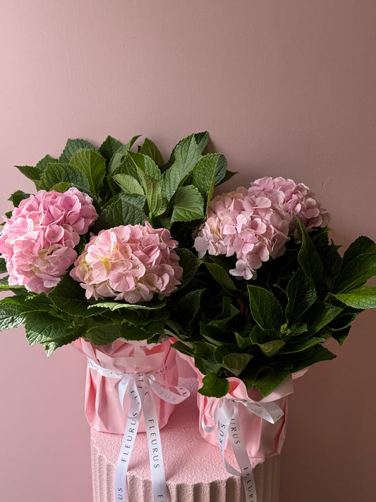 Potted Hydrangea