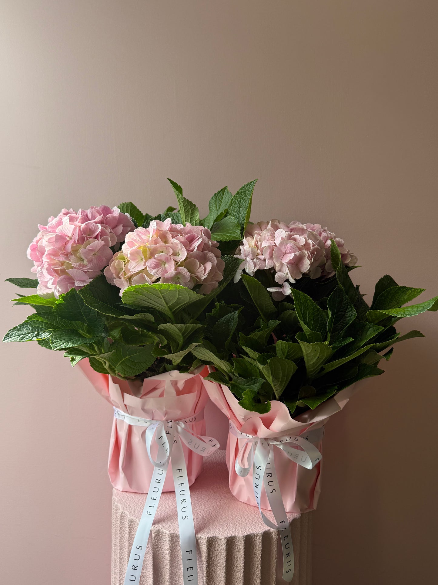 Potted Hydrangea