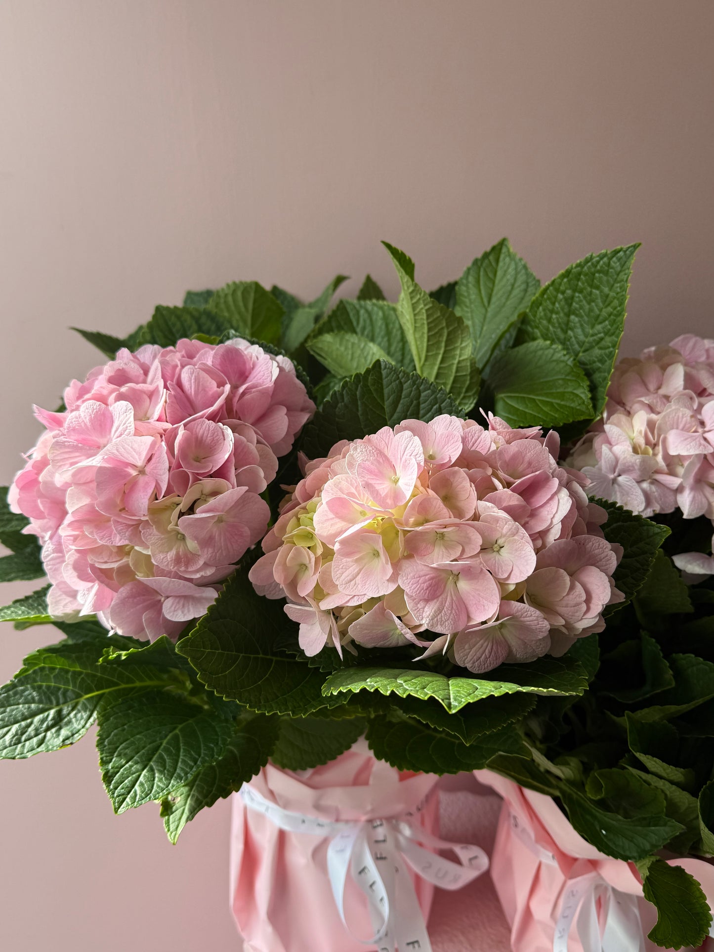 Potted Hydrangea