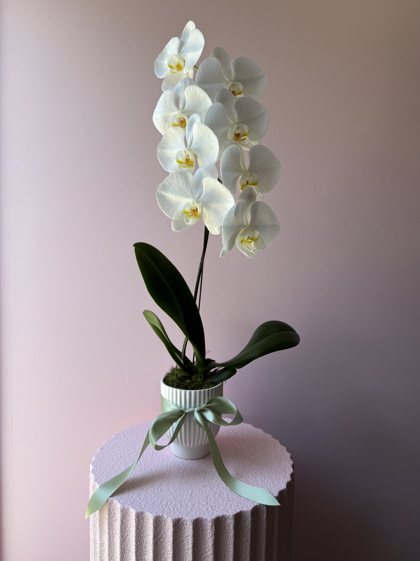 Phalaenopsis Orchid