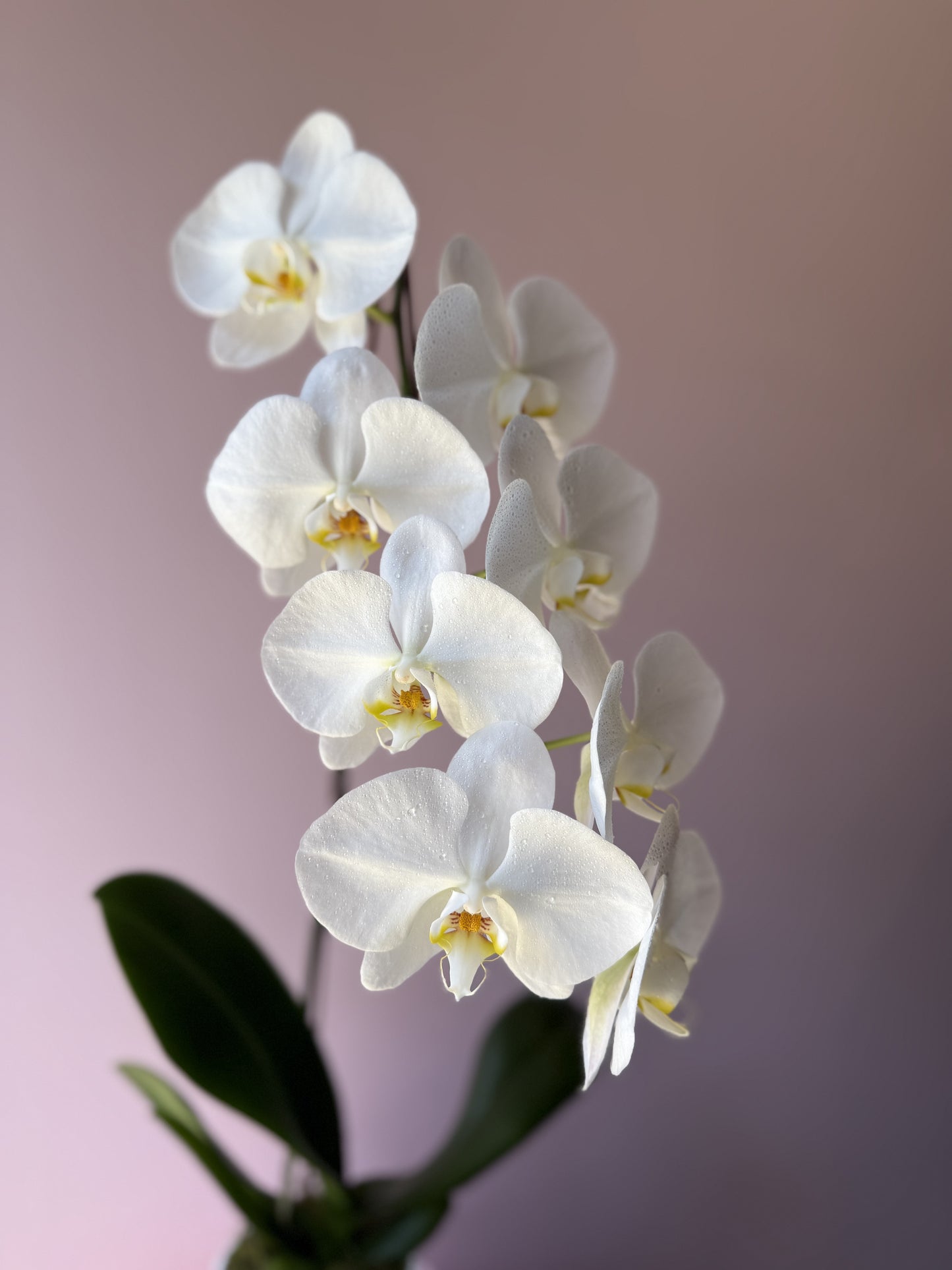 Phalaenopsis Orchid