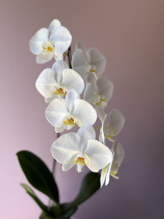 Phalaenopsis Orchid