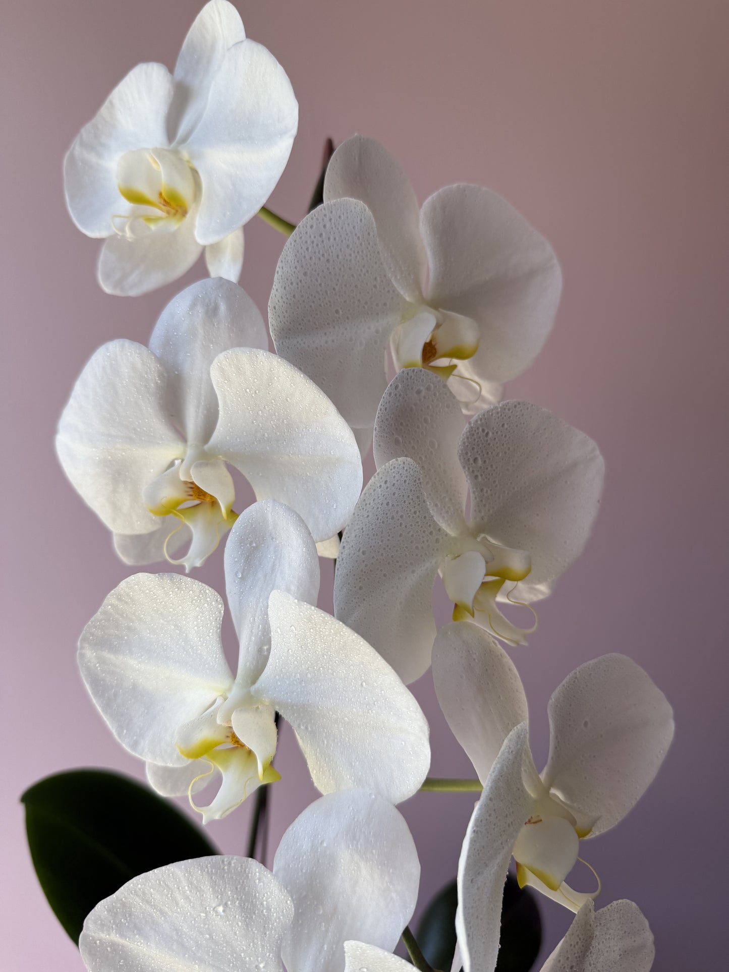 Phalaenopsis Orchid