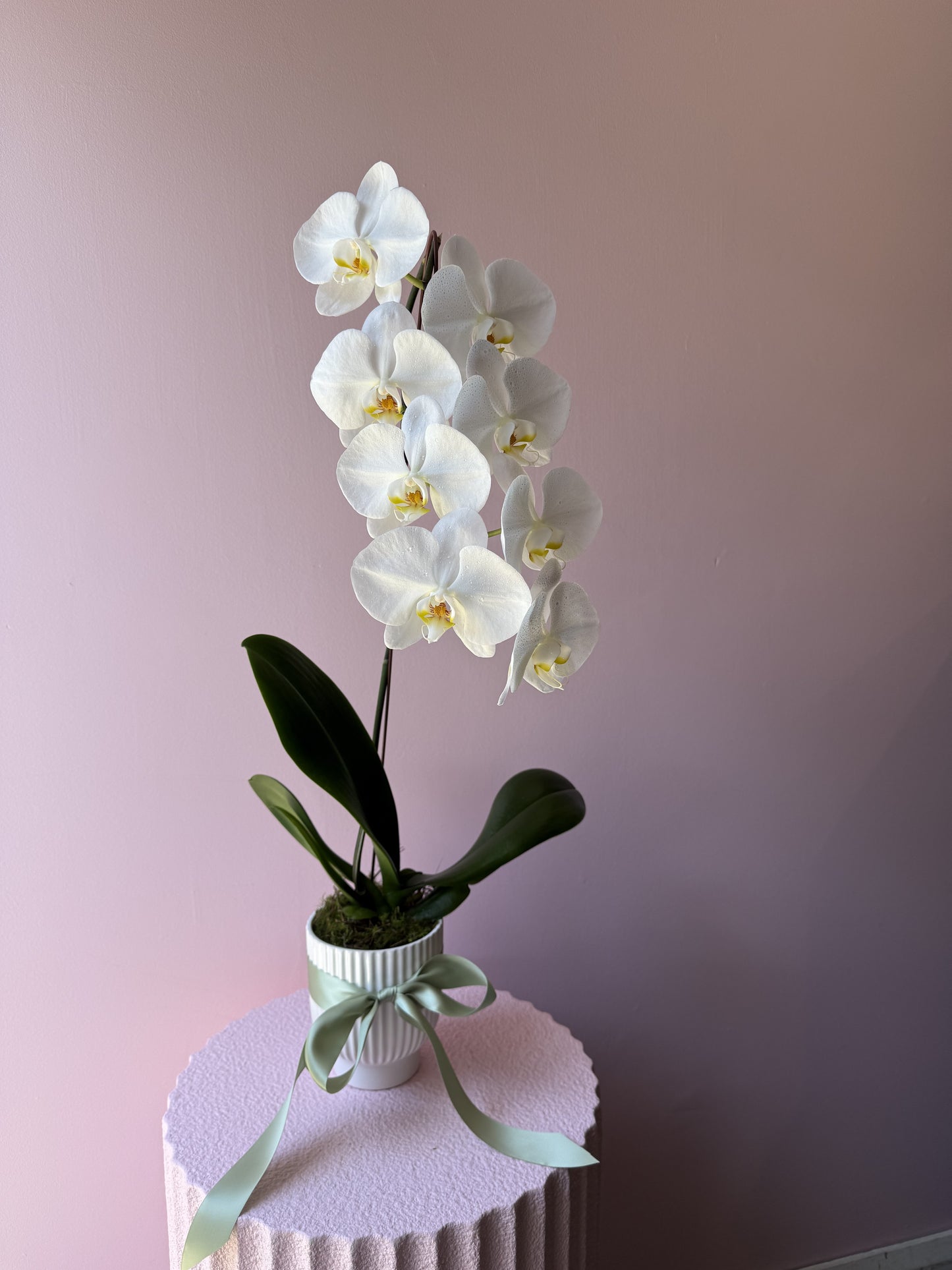 Phalaenopsis Orchid