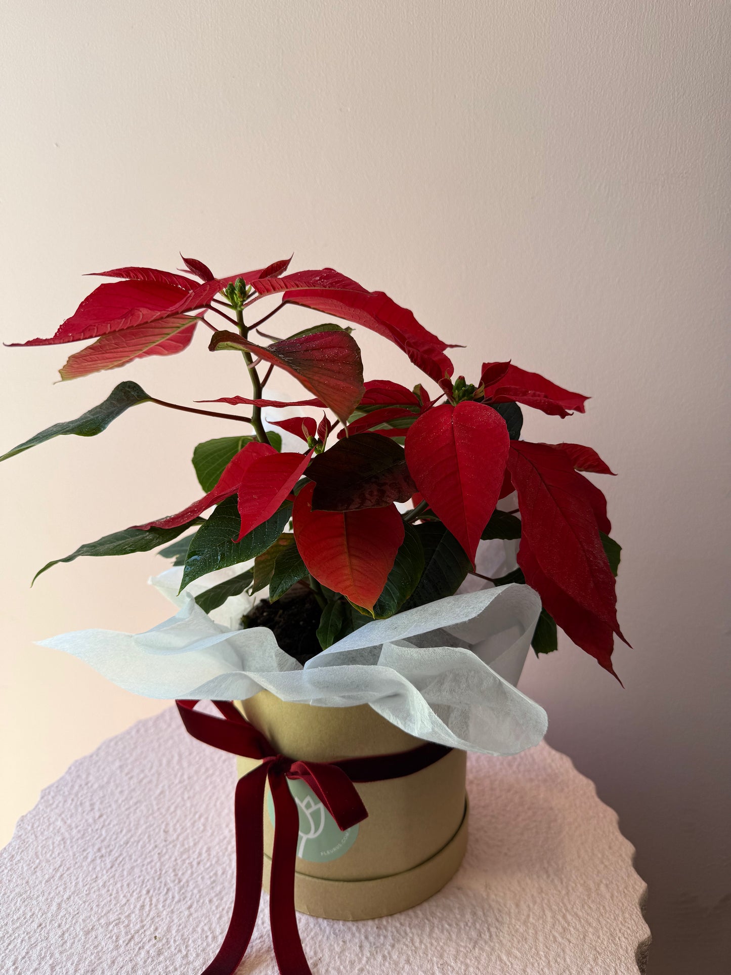 Poinsettia