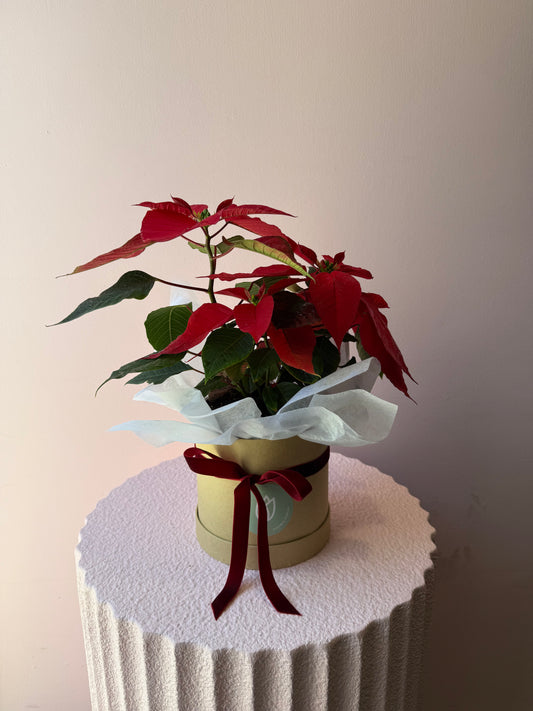 Poinsettia