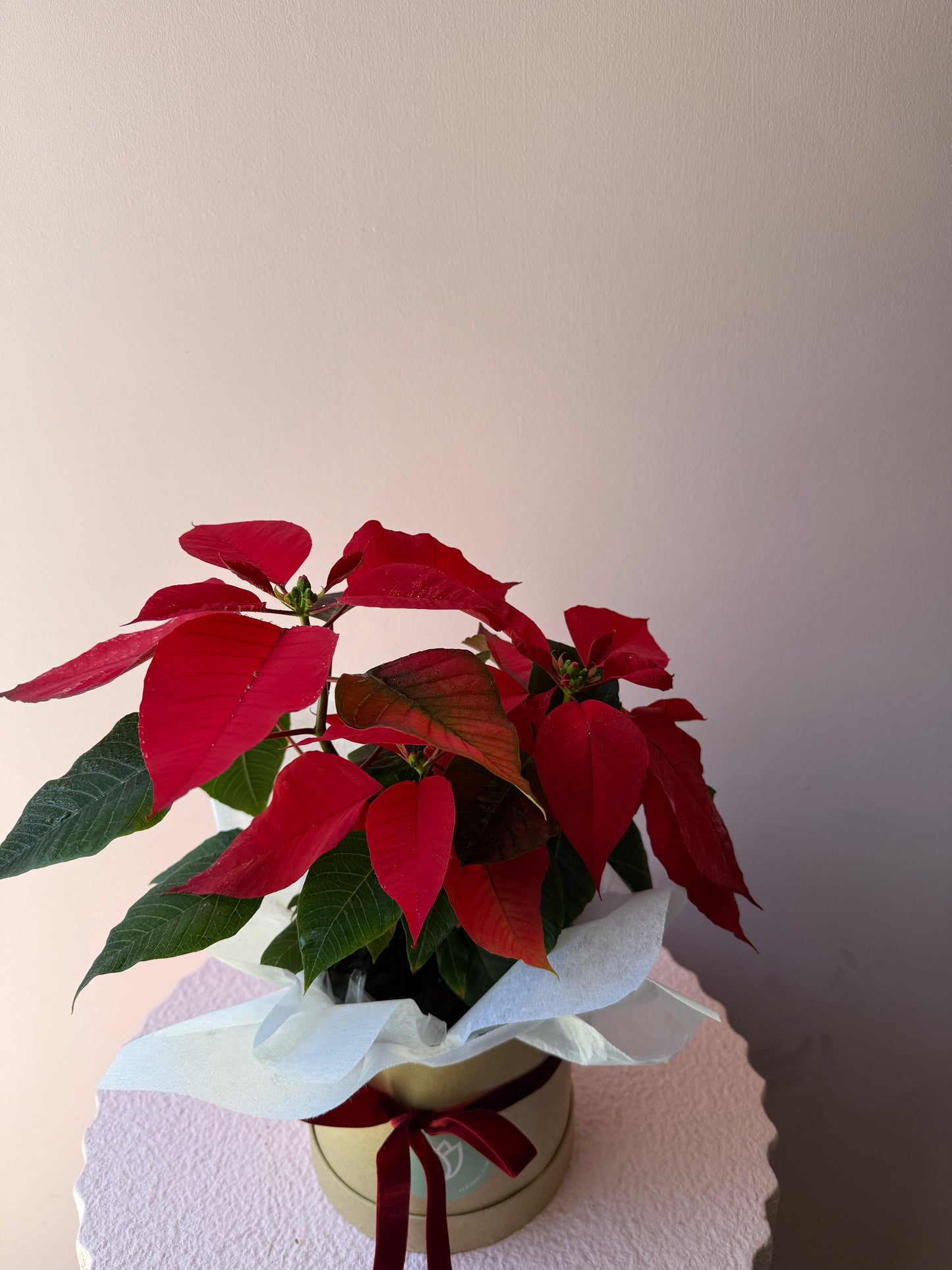 Poinsettia