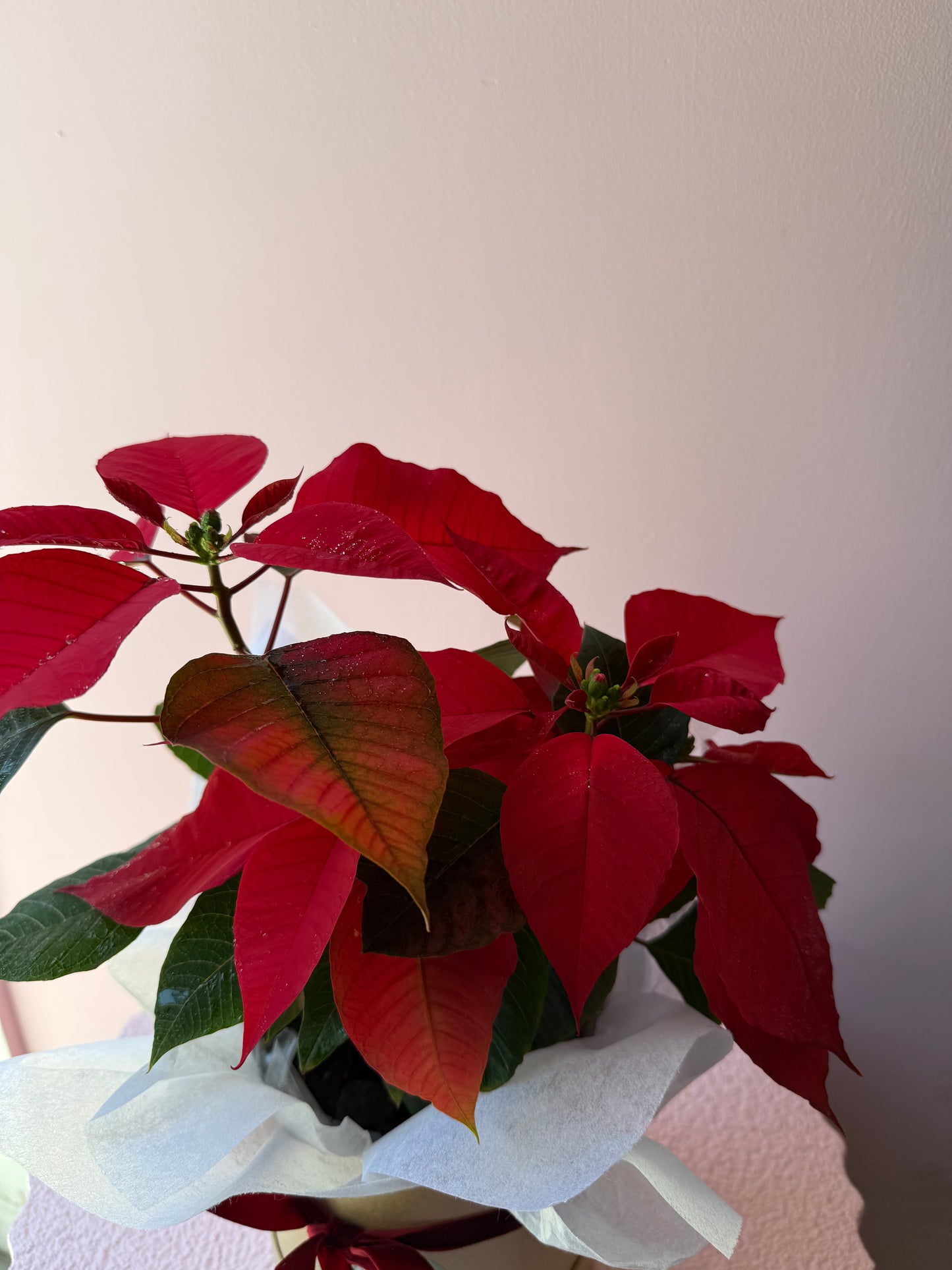 Poinsettia