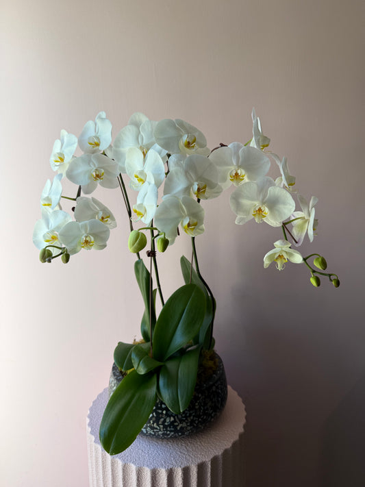 Orchid Trio in Syracuse Bowl