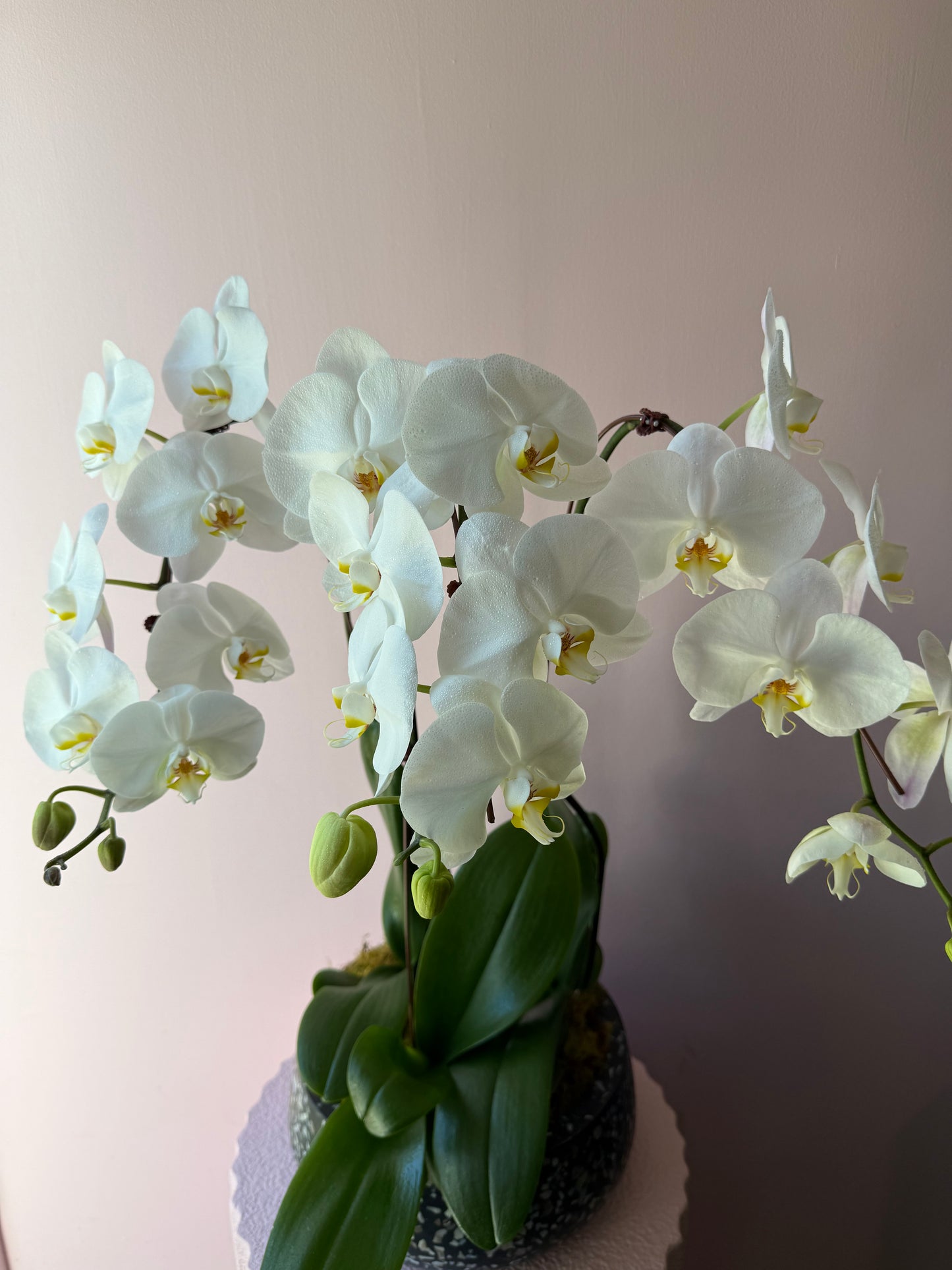 Orchid Trio in Syracuse Bowl