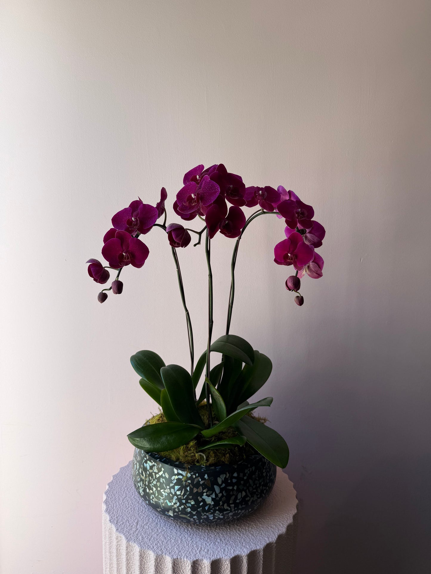 Orchid Trio in Syracuse Bowl