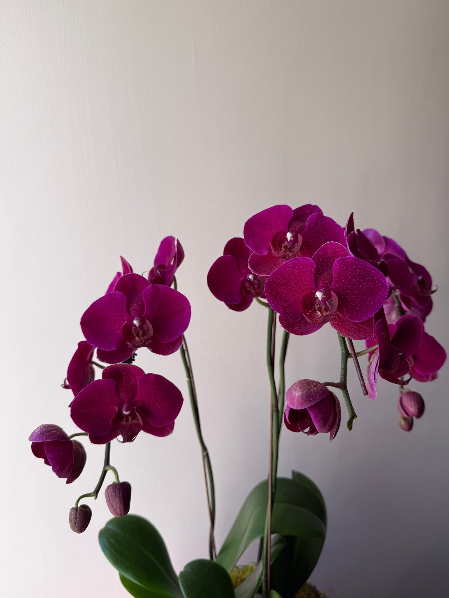 Orchid Trio in Syracuse Bowl