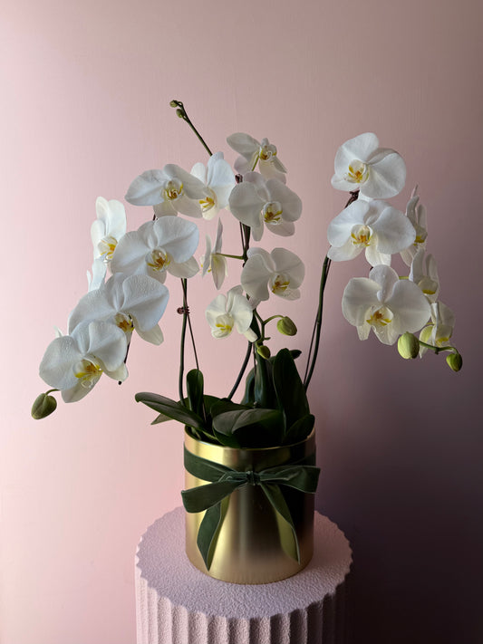 Phalaenopsis Orchid Trio
