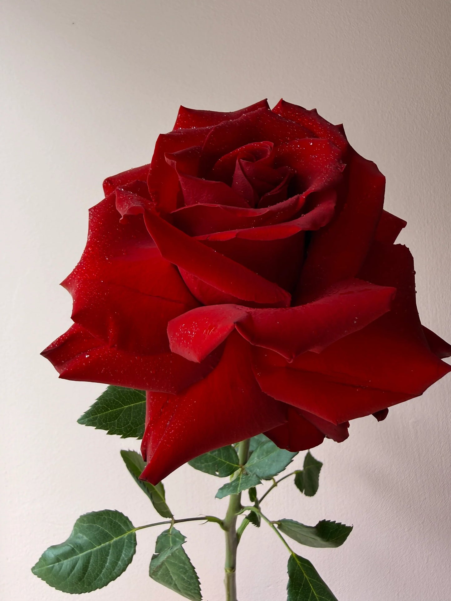 Red Rose Box