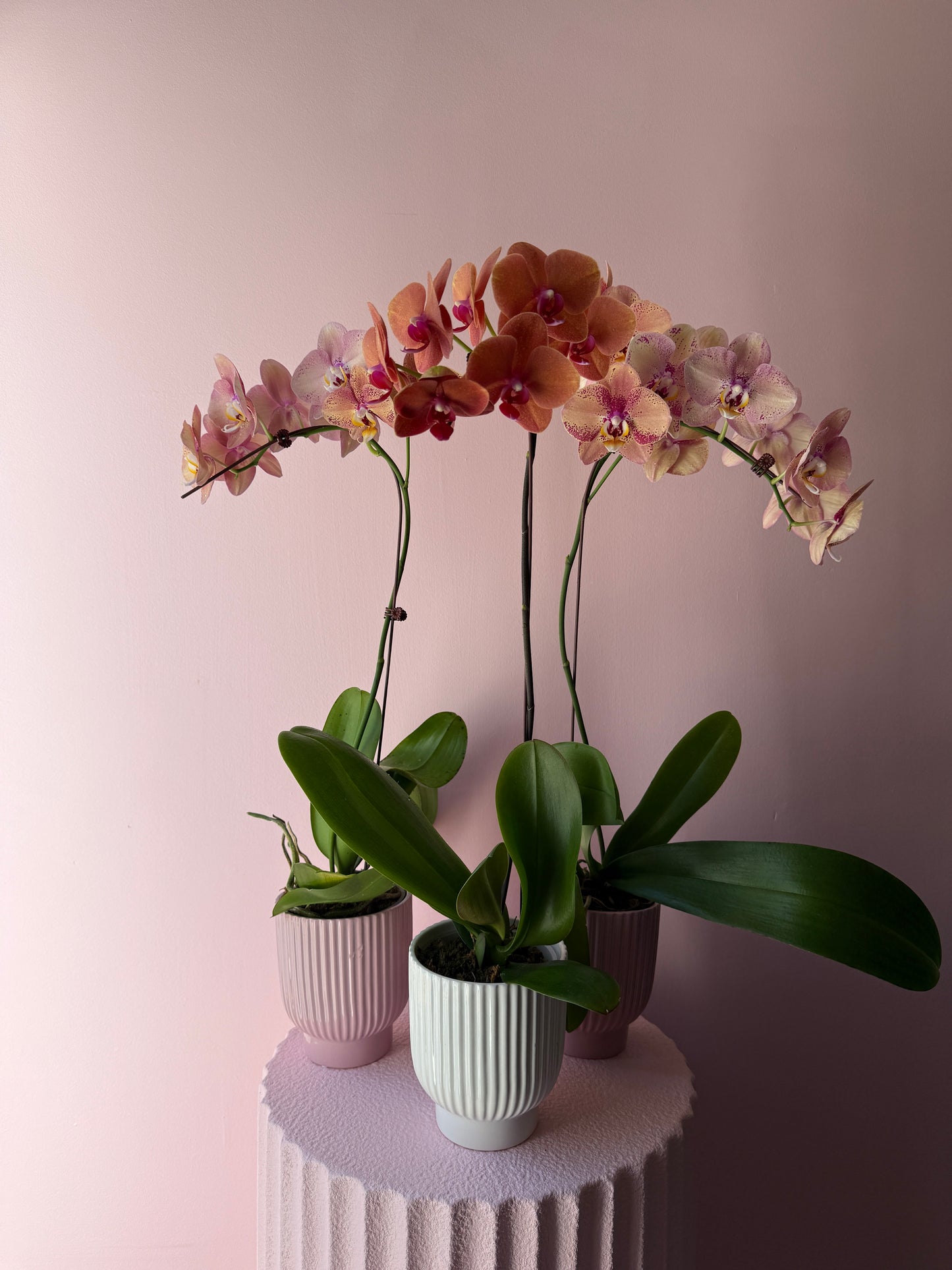 Phalaenopsis Orchid