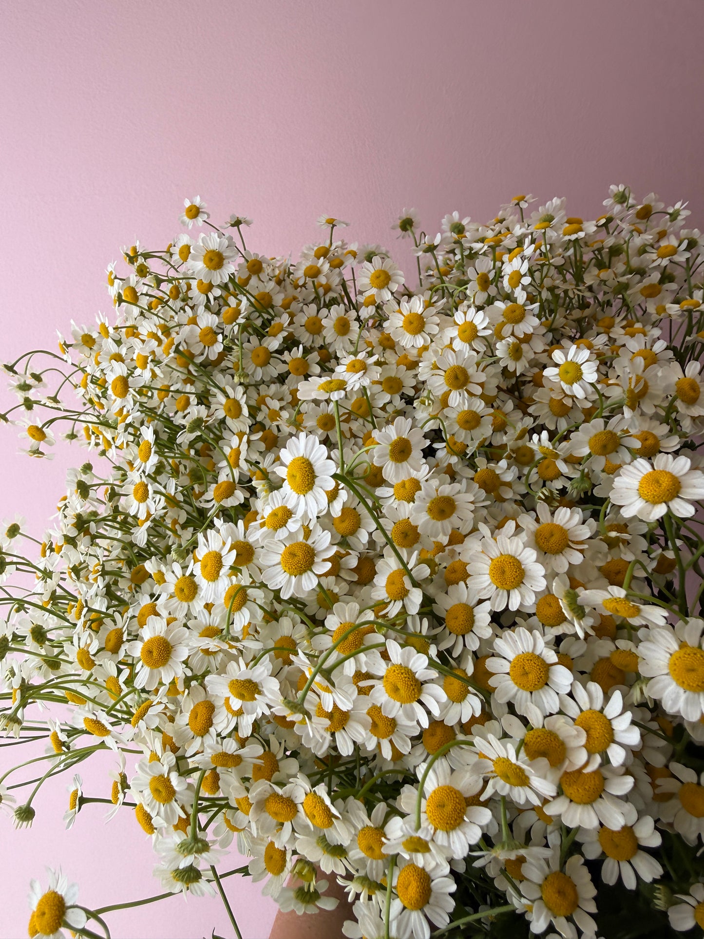 Abundance of Matricaria