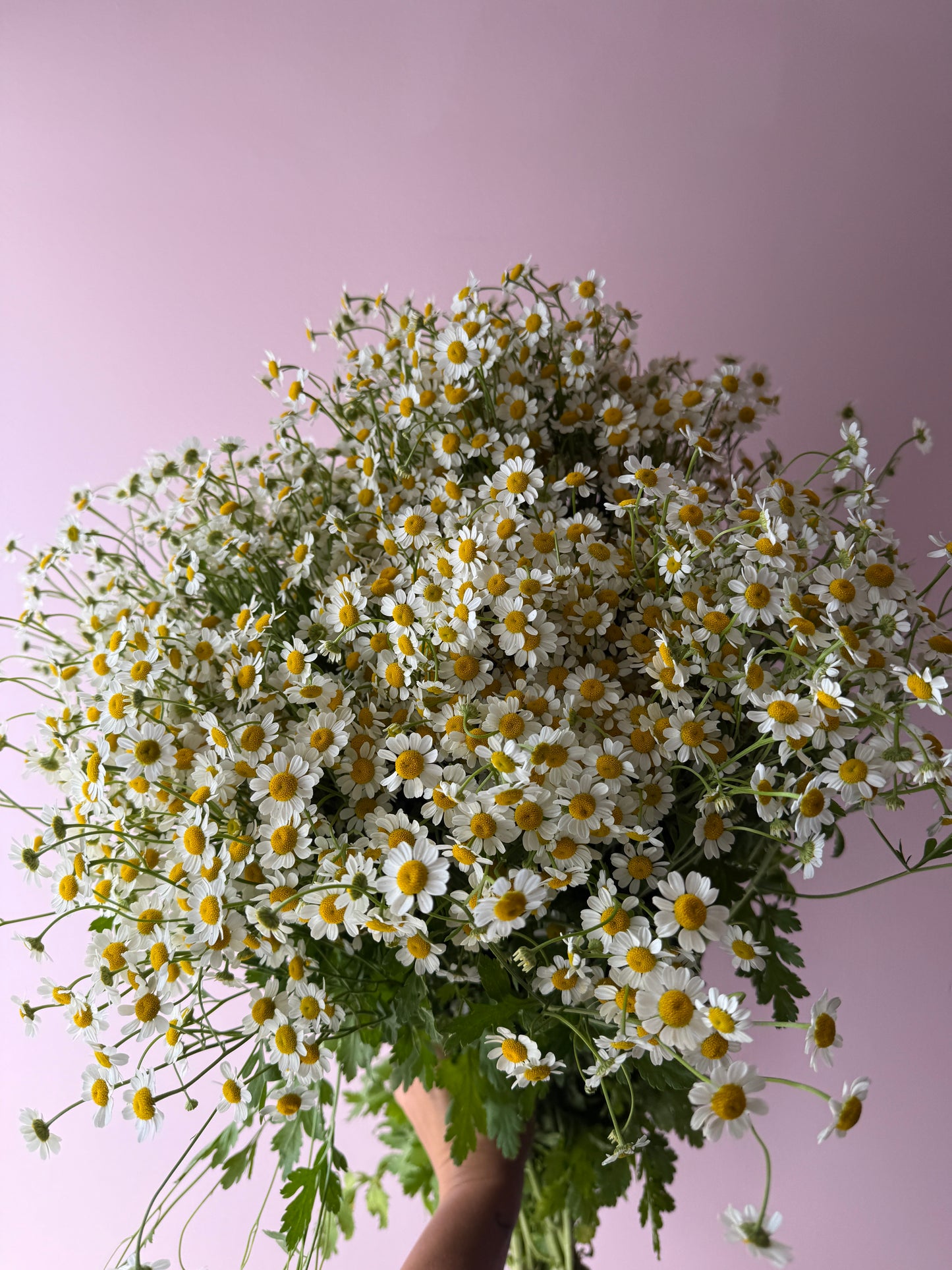 Abundance of Matricaria