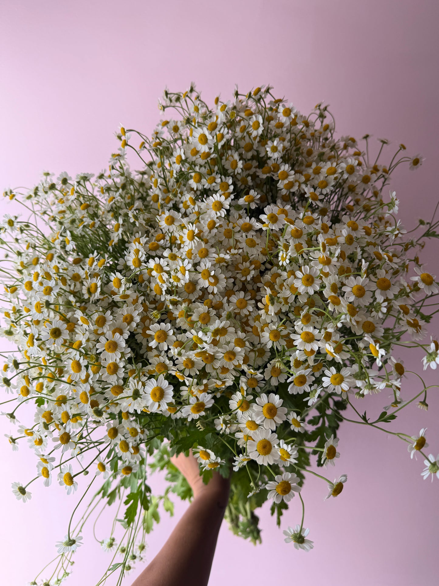 Abundance of Matricaria