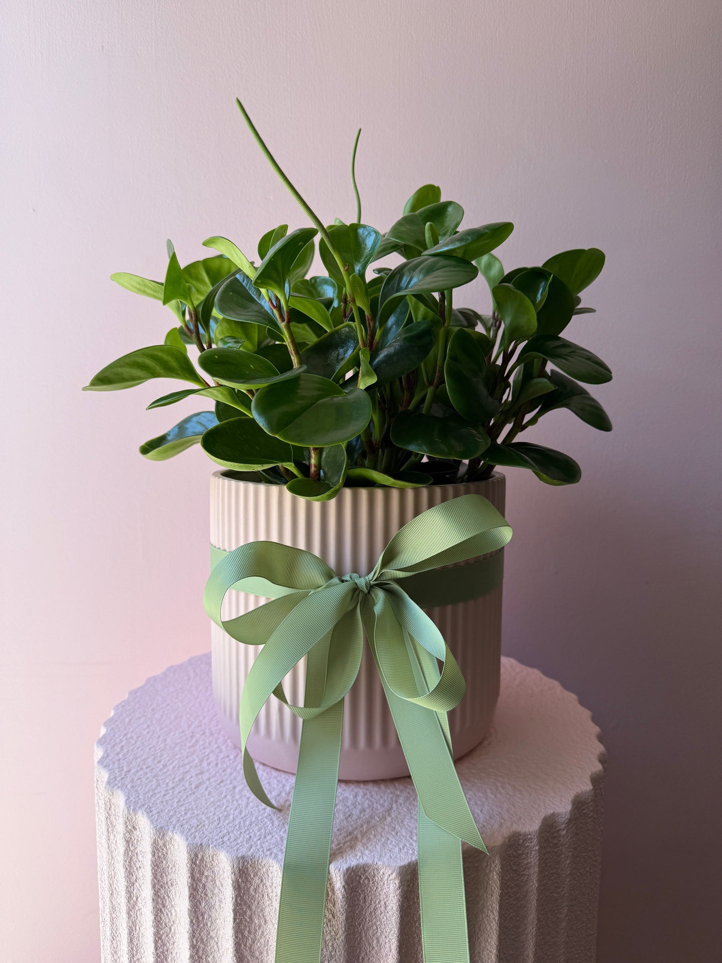 Peperomia Jade