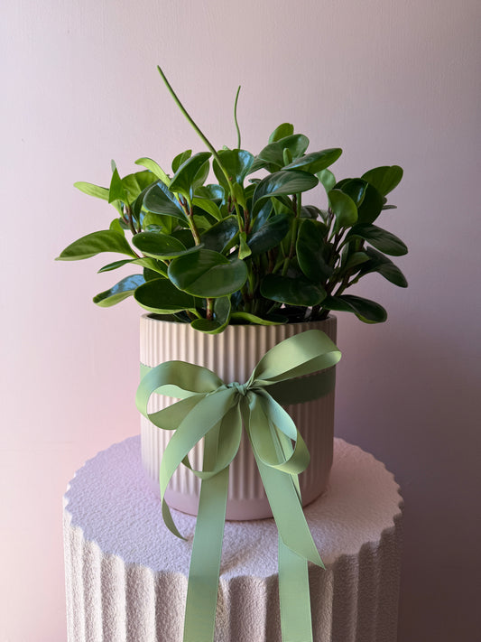 Peperomia Jade